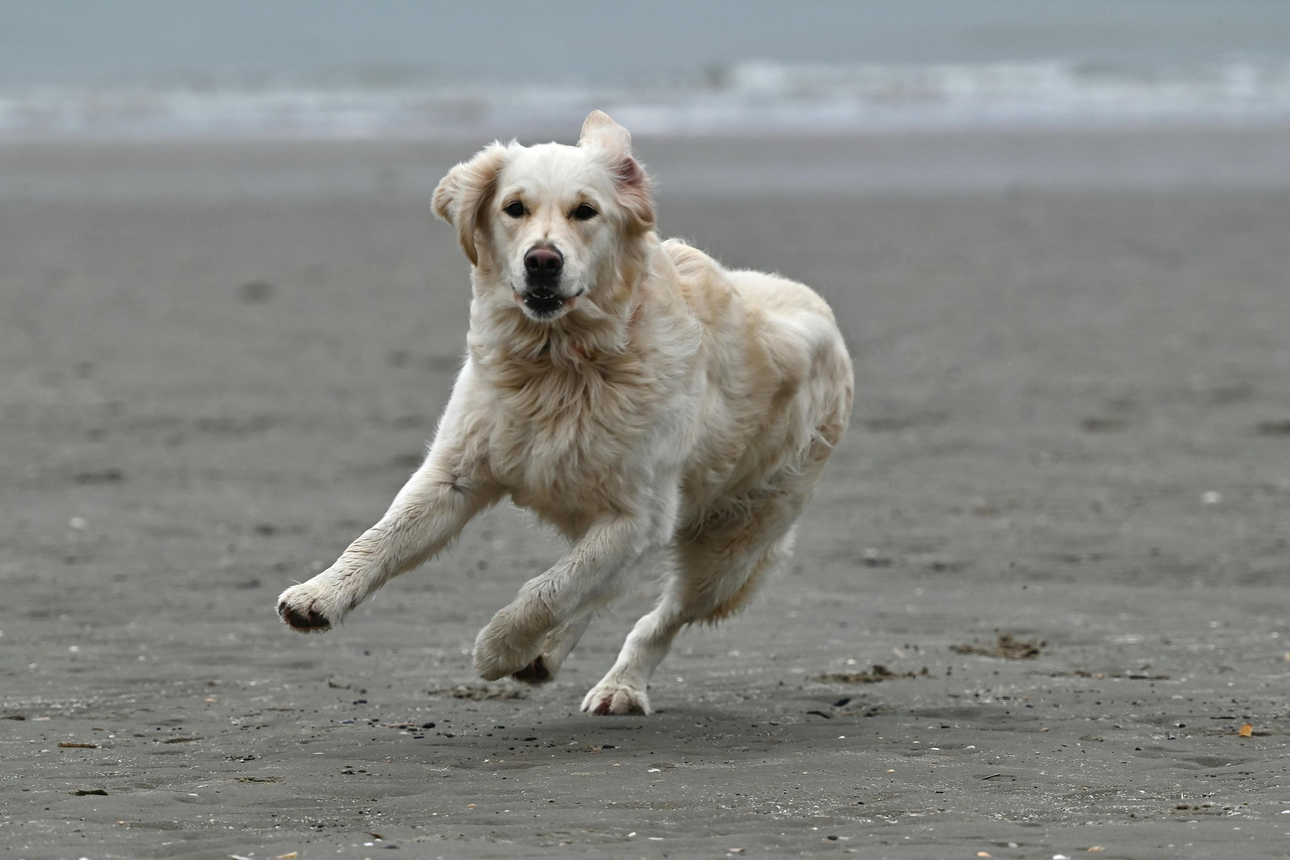 Happy active golden retriever running